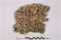 藏品(網梅衣)的圖片